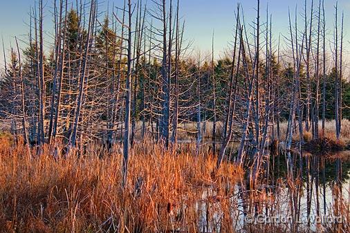 Marsh At Sunrise_10778-9.jpg - Photographed along the Rideau Trail at Ottawa, Ontario - the capital of Canada.
